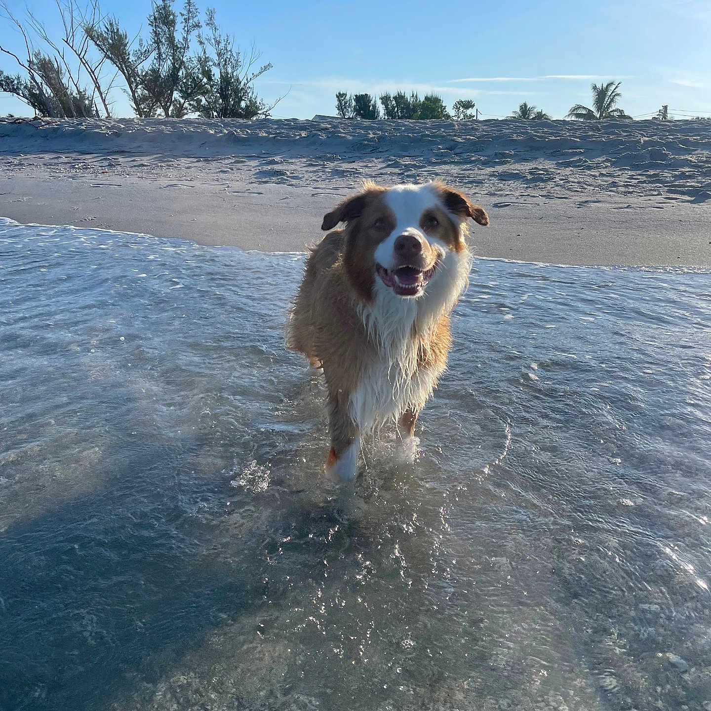 Sandy