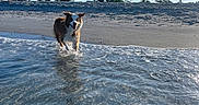 Sandy is registered to the contest to win money with this photo: dog, beach, water, sand, sky, trees, outdoor, animal, running, wet, sunlight, nature, shore, canine, playful, daytime, happy, landscape, clear_sky, summer