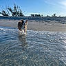 dog, beach, water, sand, sky, trees, outdoor, animal, running, wet, sunlight, nature, shore, canine, playful, daytime, happy, landscape, clear_sky, summer
