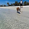 Sandy joined the competition — help win amazing prizes! dog, beach, water, person, sand, sky, trees, sunny, outdoor, nature, clear_water, wet_dog, walking, backpack, shoreline, tropical, vacation, summer, coast, relaxation