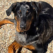 Arrow participe au concours pour gagner de l'argent avec cette photo : alert, animal, black_and_tan, close_up, collar, cute, dog, ears, fur, laying_down, nature, outdoor, paws, pebbles, pet, portrait, puppy, resting, stick, sunlight