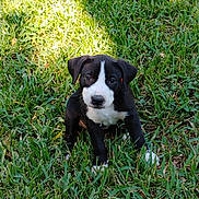 Bretta 𝓜𝓪𝓻𝓽𝓲𝓷 joined the competition — help win amazing prizes! puppy, dog, black_and_white, grass, outdoor, young, pet, animal, cute, nature, sunlight, sitting, adorable, canine, fur, eyes, small, playful, portrait, mammal