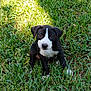 puppy, dog, black_and_white, grass, outdoor, young, pet, animal, cute, nature, sunlight, sitting, adorable, canine, fur, eyes, small, playful, portrait, mammal