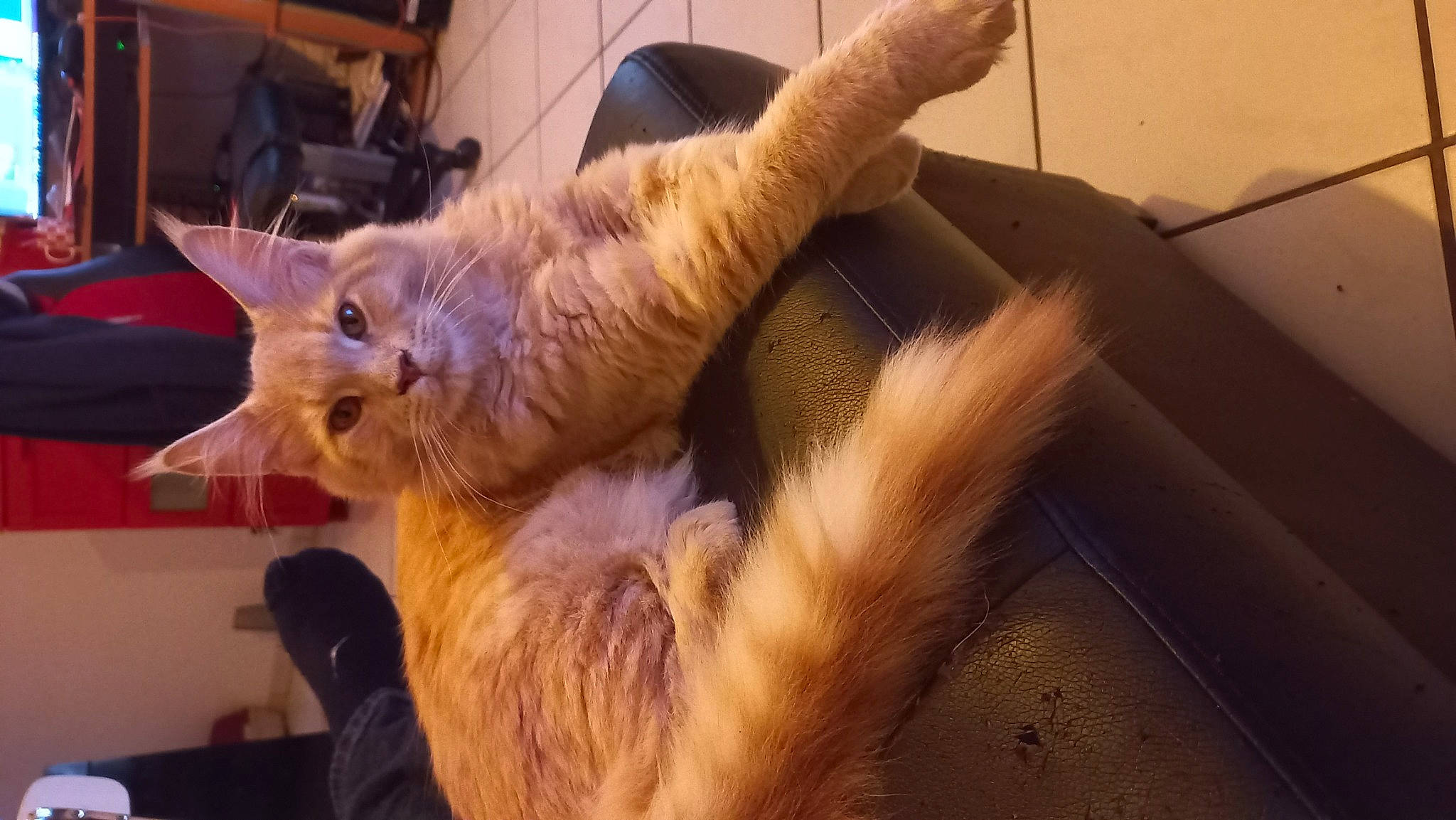 Oz a rejoint le concours — aidez-le/la à gagner de superbes lots ! carnivore, cat, chair, claw, comfort, domestic_short_haired_cat, fawn, felidae, foot, fur, gesture, lap, nap, paw, small_to_medium_sized_cats, snout, tail, whiskers, window, wood