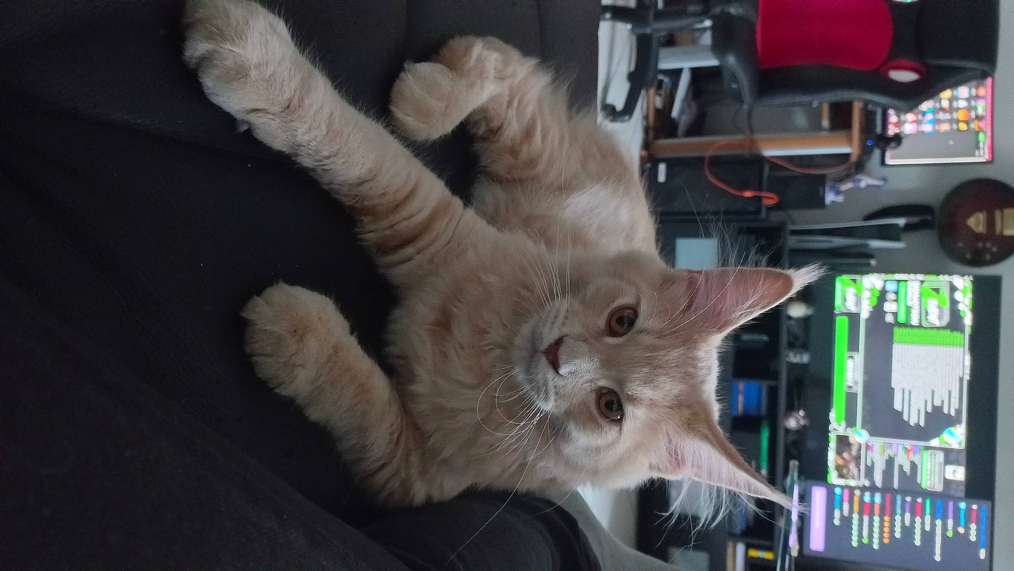 Oz a rejoint le concours — aidez-le/la à gagner de superbes lots ! carnivore, cat, claw, domestic_short_haired_cat, fawn, felidae, foot, fur, machine, paw, small_to_medium_sized_cats, tail, whiskers, wood