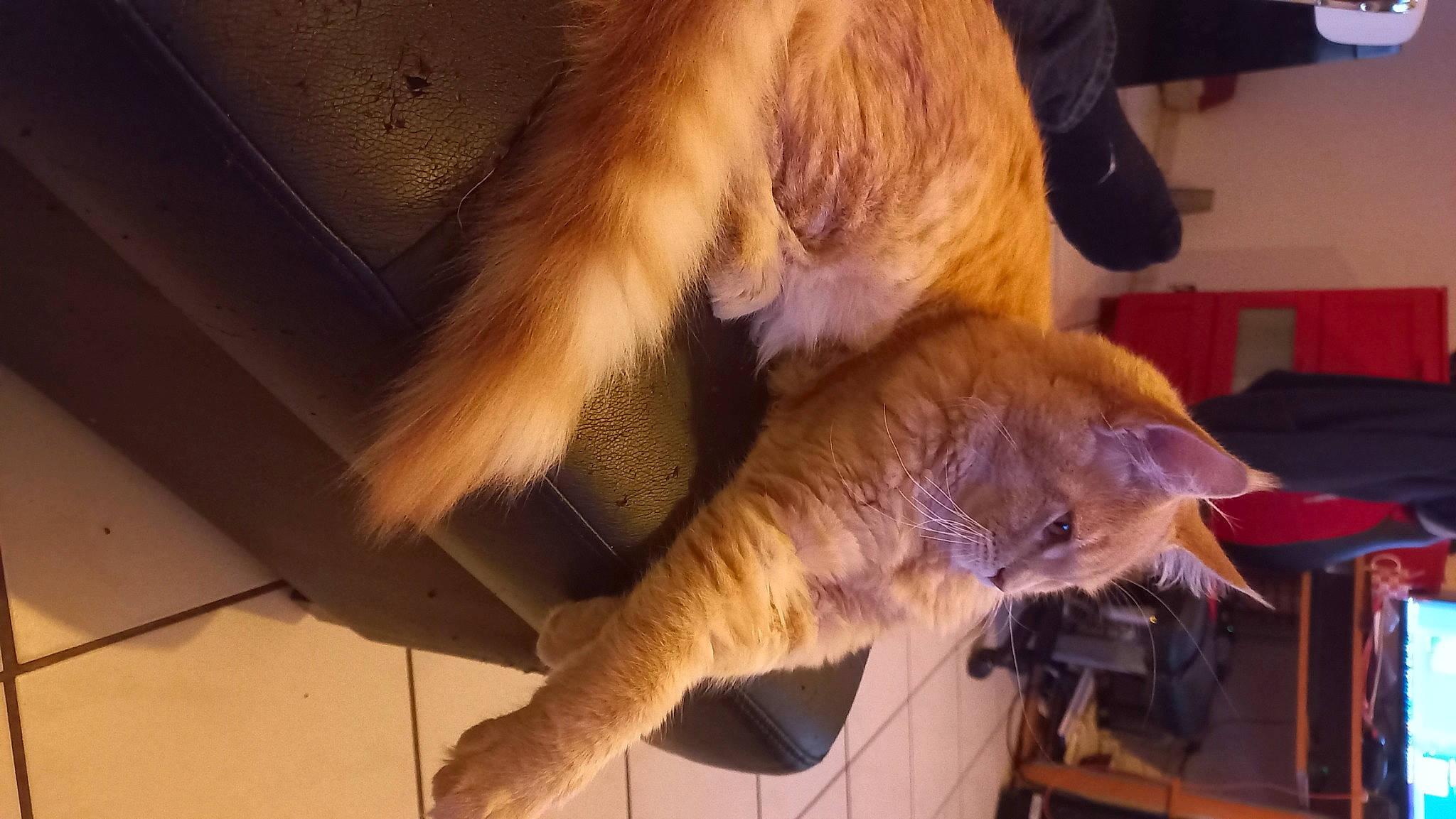 Oz a rejoint le concours — aidez-le/la à gagner de superbes lots ! canidae, carnivore, cat, claw, comfort, companion_dog, fawn, felidae, flooring, fur, gesture, hardwood, human_leg, lap, paw, small_to_medium_sized_cats, snout, tail, whiskers, wood