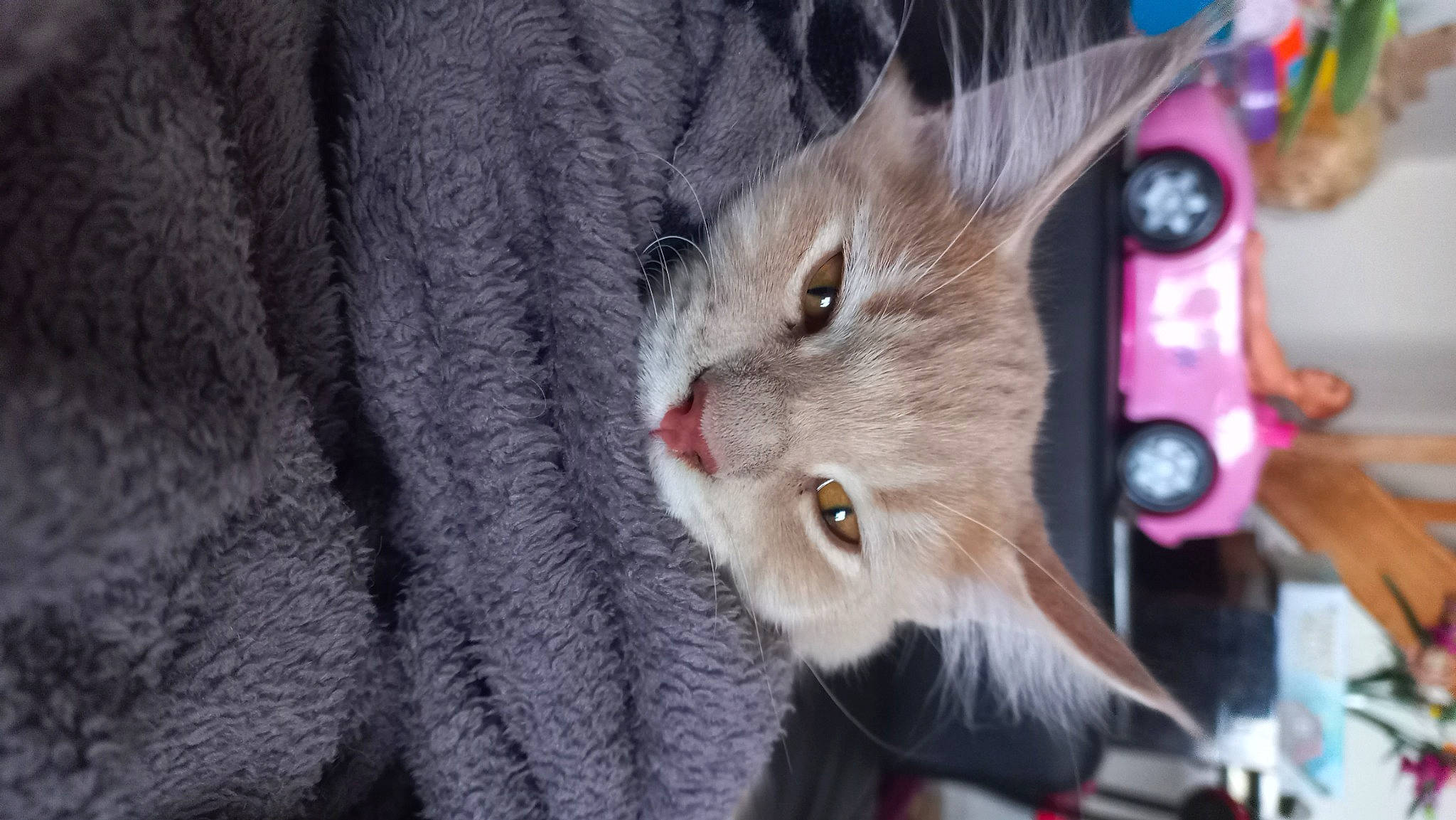 Oz participe au concours pour gagner de l'argent avec cette photo : carnivore, cat, claw, collar, devon_rex, domestic_short_haired_cat, fawn, felidae, fur, paw, small_to_medium_sized_cats, snout, tail, whiskers