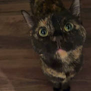 June joined the competition — help win amazing prizes! cat, tortoiseshell, pet, animal, looking_up, curious, wooden_floor, indoor, feline, close_up, whiskers, ears, eyes, fur, domestic, cute, mammal, standing, home, companion