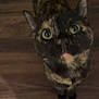 cat, tortoiseshell, pet, animal, looking_up, curious, wooden_floor, indoor, feline, close_up, whiskers, ears, eyes, fur, domestic, cute, mammal, standing, home, companion