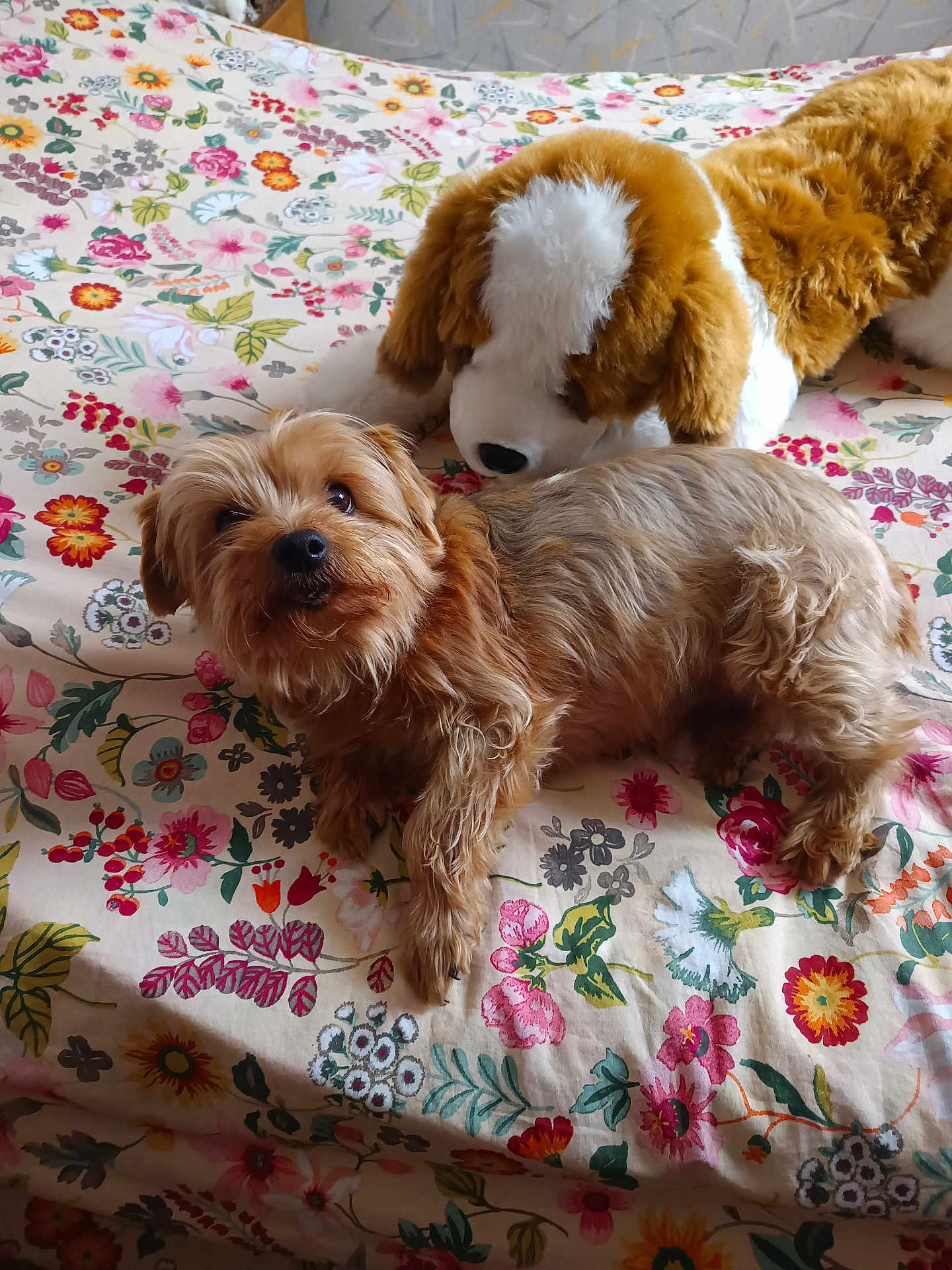 Beatrice Rey participe au concours pour gagner de l'argent avec cette photo : dog, stuffed_animal, bed, floral_pattern, toy, pet, animal, indoor, cute, brown, white, fur, laying_down, comfort, cozy, domestic, bedroom, fabric, decor, relaxing