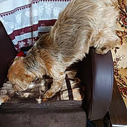 Julia a rejoint le concours — aidez-le/la à gagner de superbes lots ! animal, armrest, blanket, brown, canine, chair, comfort, cozy, curious, decor, dog, fur, furniture, home, household, indoor, patterned, pet, resting, sniffing