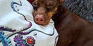 Hershey is registered to the contest to win money with this photo: animal, blanket, brown_dog, closeup, colorful, cozy, cushion, dog, ears, fur, gray_cushion, indoor, octopus_design, pet, pillow, pink_blanket, relaxation, resting, sleeping, snout