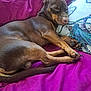 animal, blanket, brown_dog, companion, cozy, cute, dog, fur, indoors, napping, octopus_design, paw, pet, pillow, purple_blanket, relaxed, resting, side_view, sleeping, snuggling