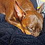 animal, blanket, brown_dog, canine, closeup, comfort, cozy, cute, dog, ears, fur, home, indoor, peaceful, pet, relaxed, resting, sleeping, snuggled, texture