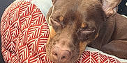 Hershey joined the competition — help win amazing prizes! animal, brown_dog, canine, car_interior, car_seat, close_up, comfort, cozy, dog, ears, indoors, nap, nose, patterned_cushion, pet_bed, relaxation, resting, seat, sleeping, soft_texture