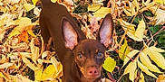 Hershey joined the competition — help win amazing prizes! adorable, animal, autumn, brown_dog, cute, dog, ears, fall_leaves, grass, leaf_pile, looking_up, nature, outdoor, pet, playful, puppy, seasonal, small_dog, yellow_leaves, young_dog