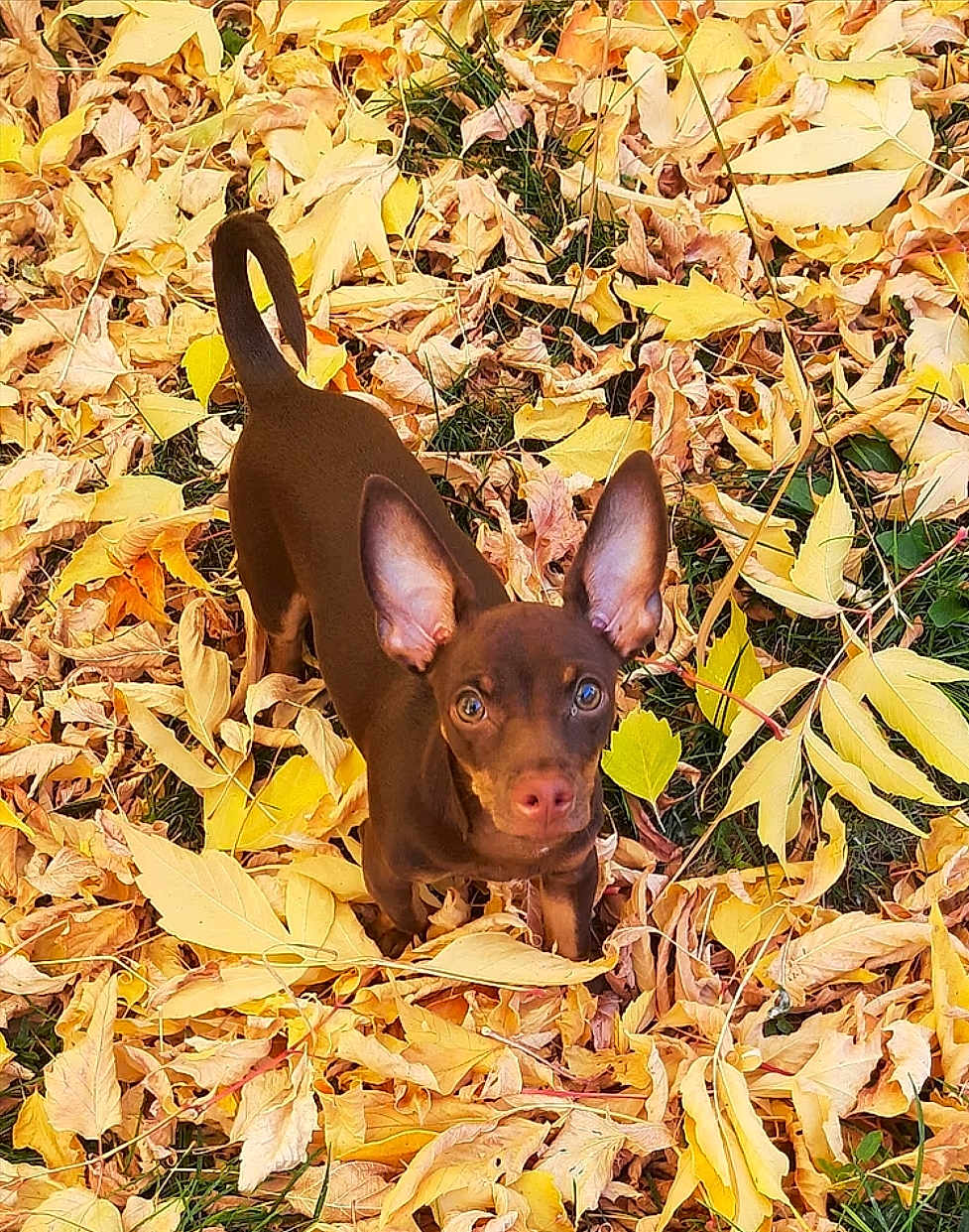 Hershey