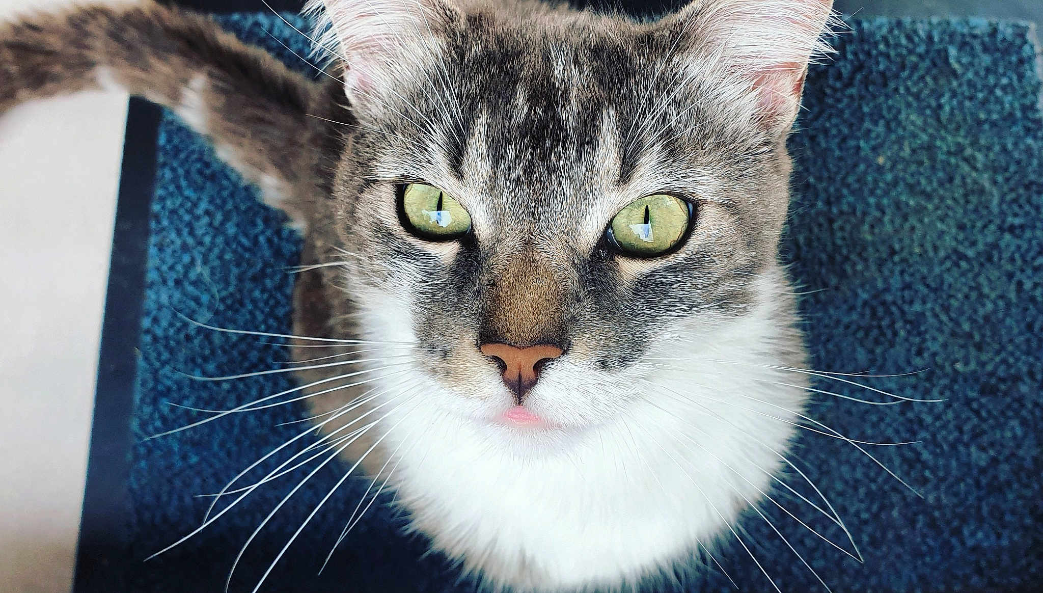 Oli