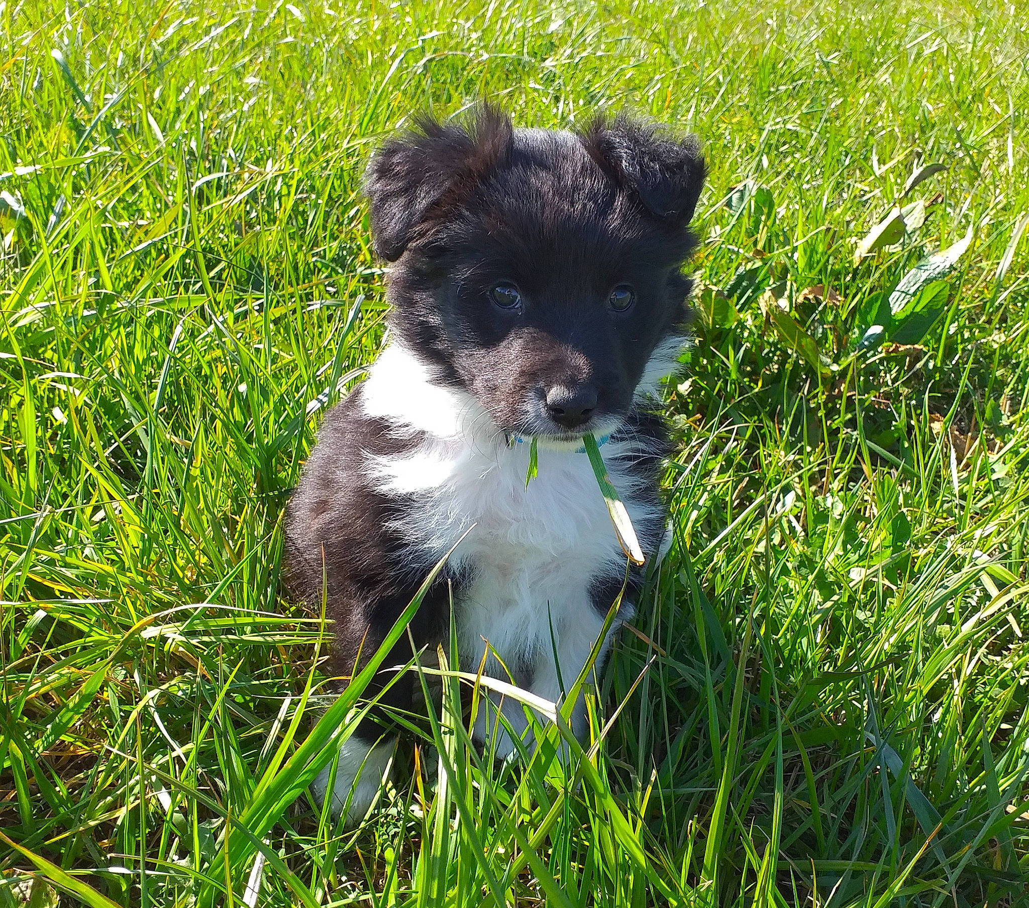 Aïka a rejoint le concours — aidez-le/la à gagner de superbes lots ! bolonka, border_collie, canidae, carnivore, companion_dog, dog, dog_breed, grass, havanese, mammal, plant, puppy, rare_breed_dog, sporting_group, vertebrate