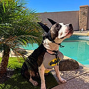 Nelson joined the competition — help win amazing prizes! animal, backyard, batman_costume, black_and_white_dog, canine, cape, costume, cute, daytime, dog, garden, grass, outdoor, palm_tree, pet, pool, sitting, summer, sunny, superhero