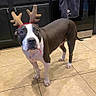 Nelson is registered to the contest to win money with this photo: animal, antlers, black_cabinets, brown_and_white_dog, companion, cute, dog, domestic, ears, festive, four_legs, holiday_costume, indoor, kitchen, looking_up, pet, reindeer_antlers, stove, tail, tile_floor