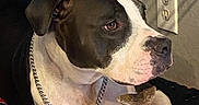 Nelson is registered to the contest to win money with this photo: animal, blanket, bone, brown_and_white, cage, canine, chain_collar, close_up, dog, ears, fur, furniture, home, indoor, paw, pet, pitbull, resting, snout, wall_outlet