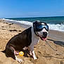 Nelson is registered to the contest to win money with this photo: animal, beach, canine, dog, goggles, happy, leash, nature, ocean, outdoor, pet, reflection, sand, sitting, sky, summer, sunny, vacation, water, waves