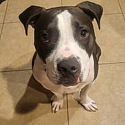 Nelson joined the competition — help win amazing prizes! adorable, animal, brown_and_white, canine, companion, cute, dog, domestic, ears, eyes, friendly, indoor, looking_up, mammal, paws, pet, portrait, sitting, snout, tile_floor