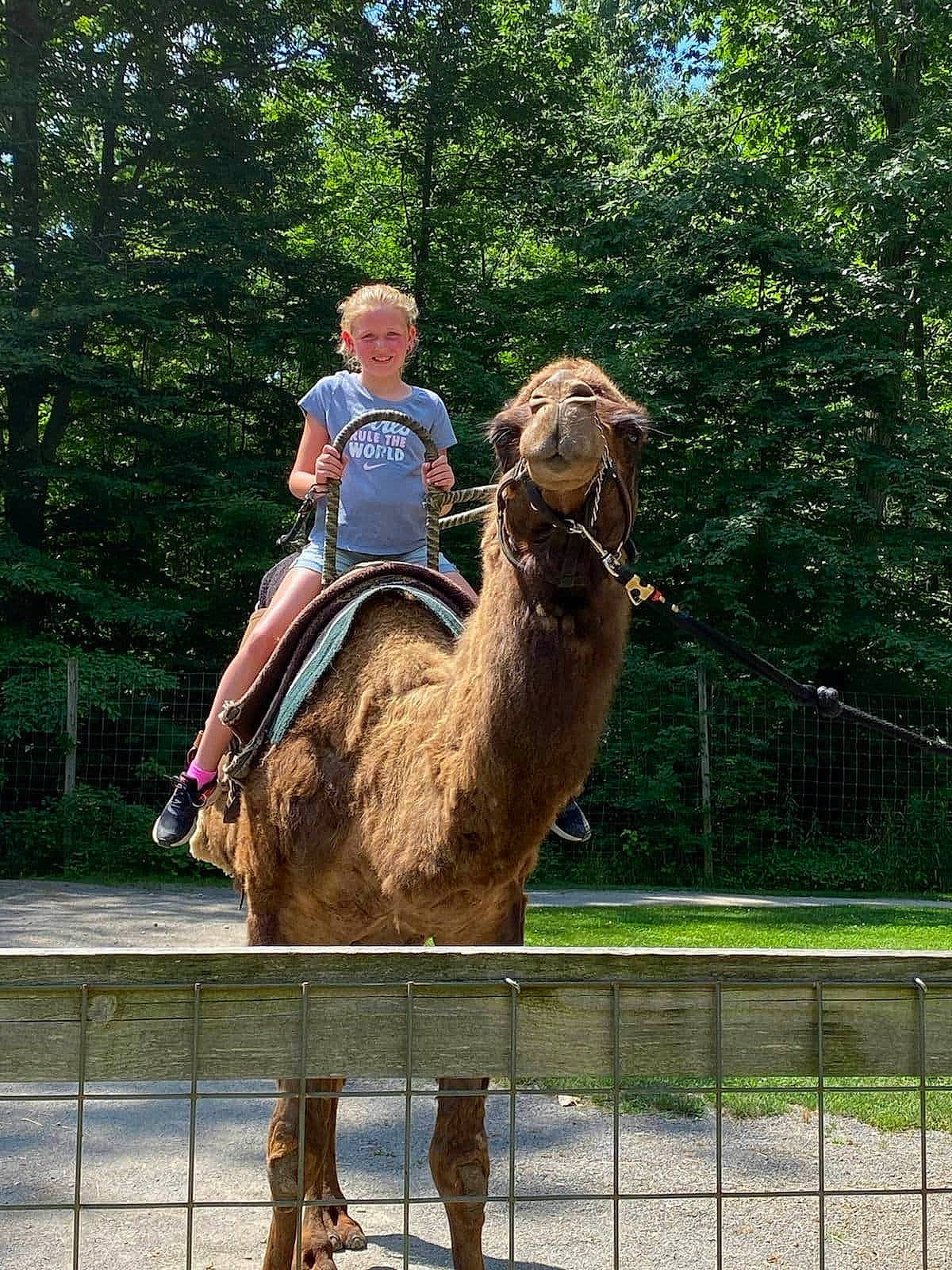 Joanna is registered to the contest to win money with this photo: camel, camelid, event, fawn, fence, fun, joy, landscape, leisure, livestock, mesh, metal, pack_animal, person, plant, recreation, rein, terrestrial_animal, travel, tree