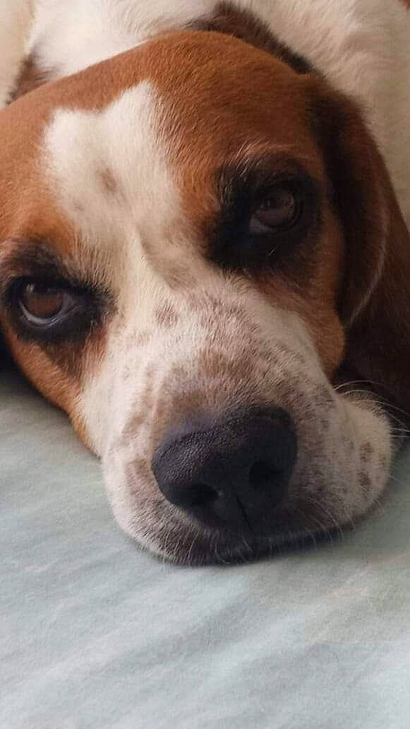 Diesel participe au concours pour gagner de l'argent avec cette photo : beagle_harrier, bored, canidae, carnivore, companion_dog, dog, dog_breed, ear, fur, hound, hunting_dog, liver, scent_hound, snout, sporting_group, whiskers, working_animal