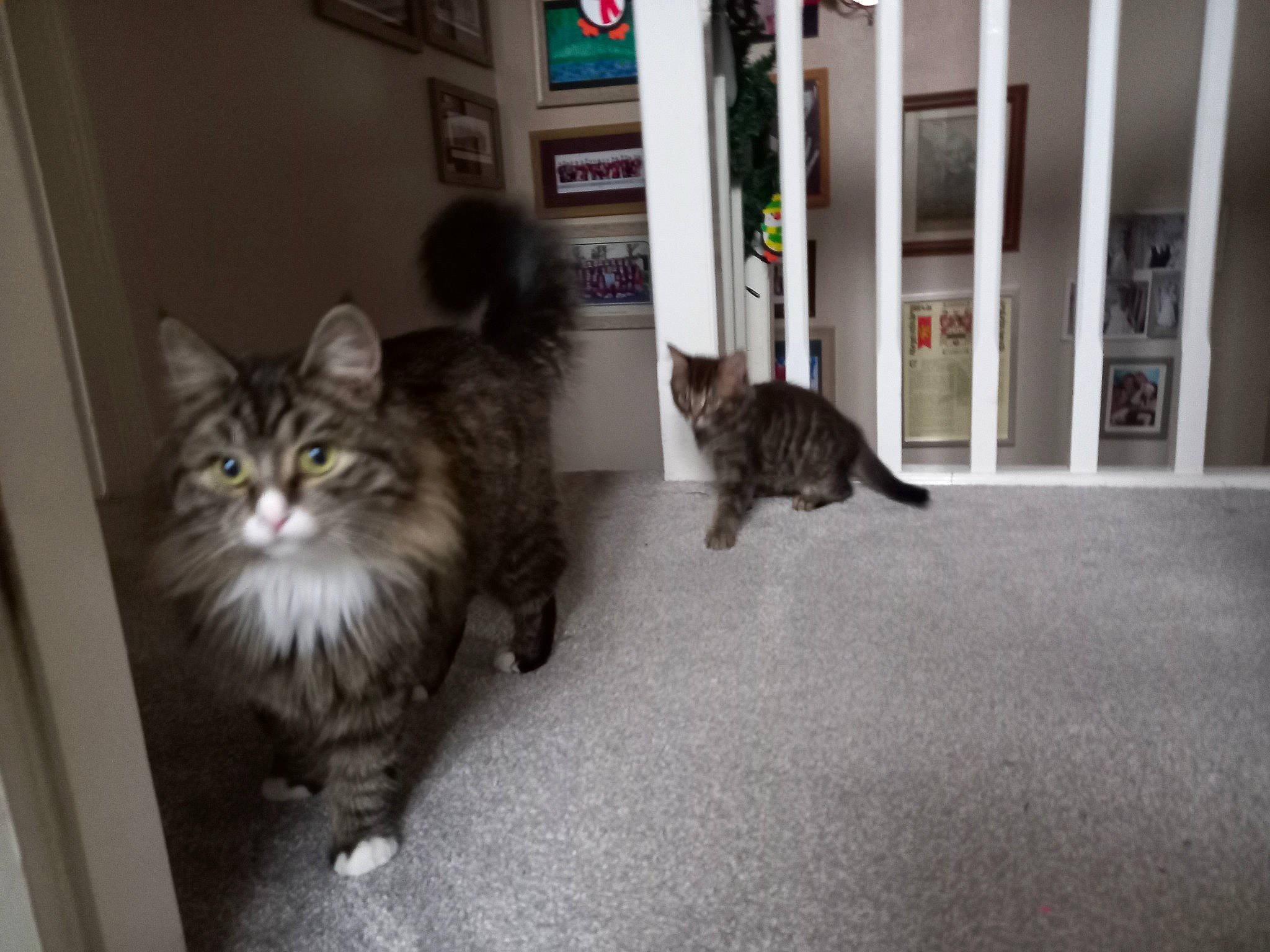 Terrance joined the competition — help win amazing prizes! carnivore, cat, claw, domestic_short_haired_cat, door, felidae, floor, flooring, fur, grey, hardwood, maine_coon, paw, picture_frame, sitting, small_to_medium_sized_cats, snout, tail, terrestrial_animal, whiskers