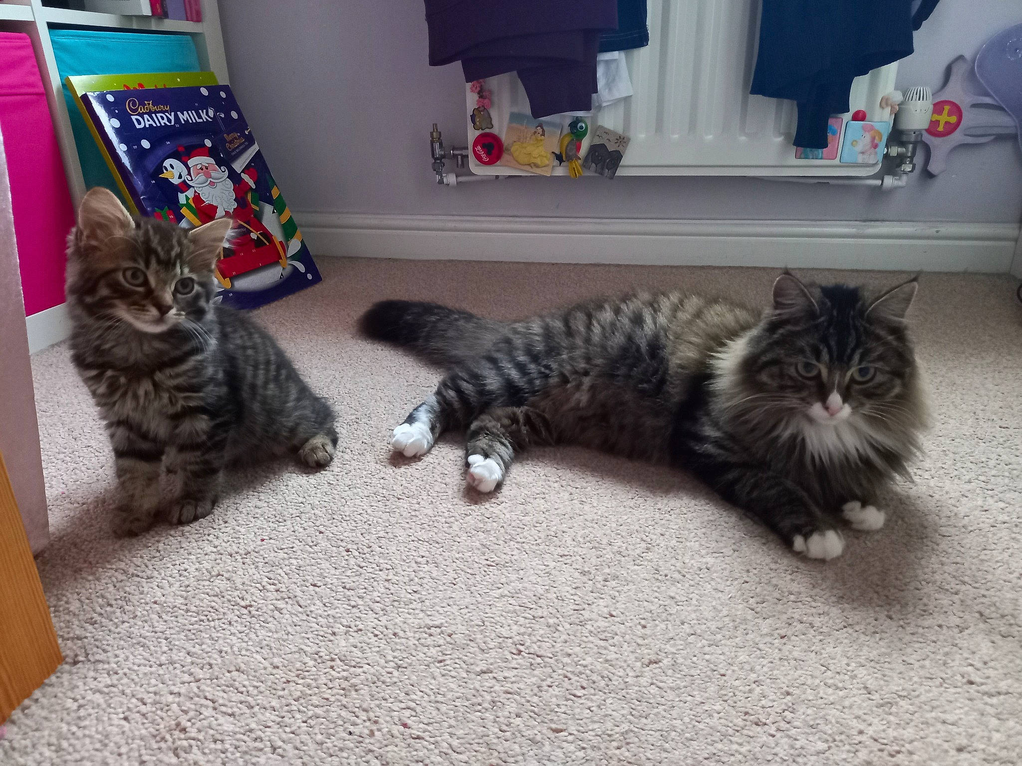 Terrance joined the competition — help win amazing prizes! carnivore, cat, comfort, couch, curtain, domestic_short_haired_cat, felidae, floor, flooring, fur, grey, living_room, mammal, paw, room, sitting, small_to_medium_sized_cats, tail, vertebrate, whiskers