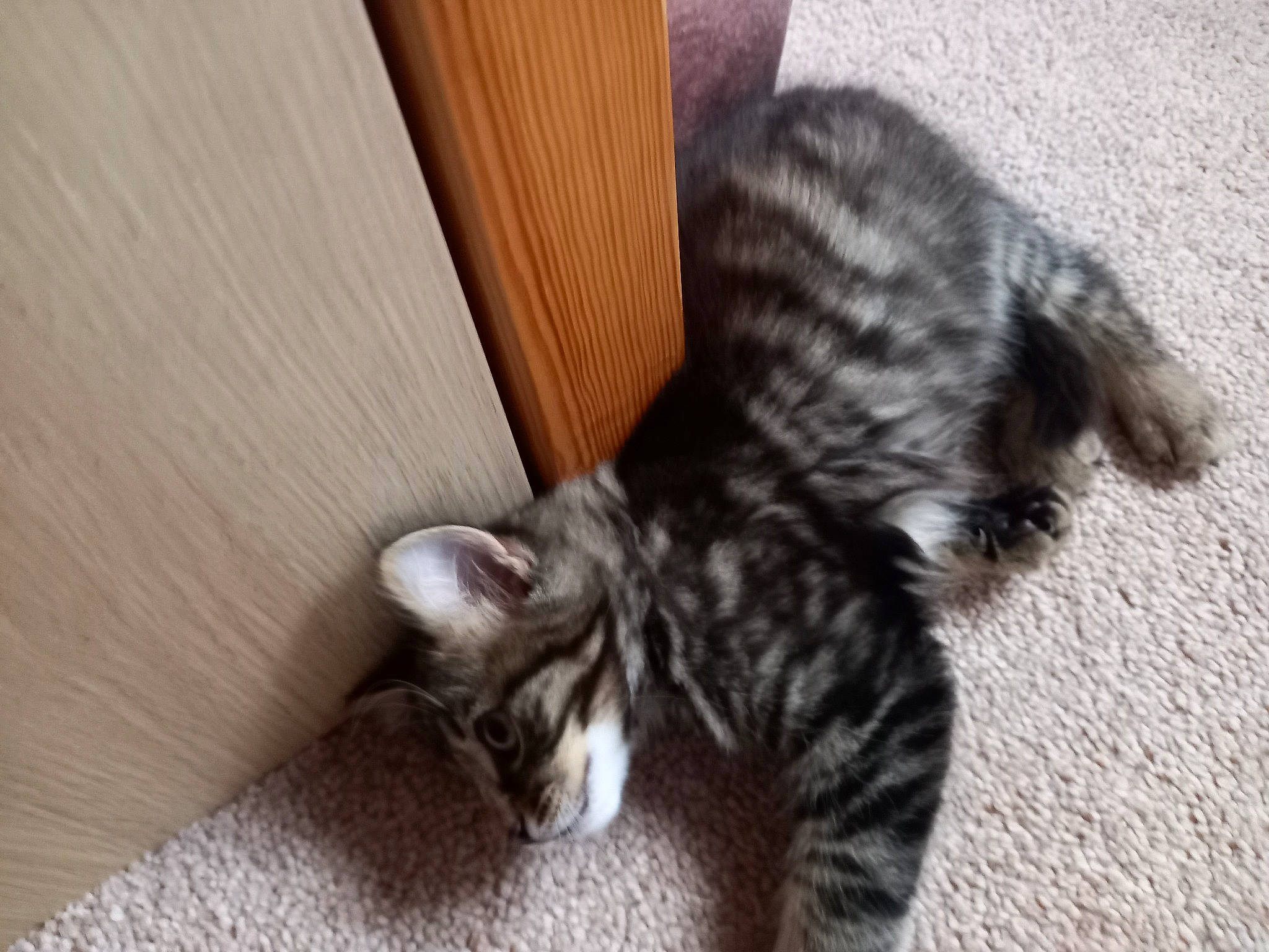 Terrance is registered to the contest to win money with this photo: carnivore, cat, claw, comfort, domestic_short_haired_cat, felidae, flooring, fur, grey, hardwood, paw, small_to_medium_sized_cats, tail, terrestrial_animal, vertebrate, whiskers, wood