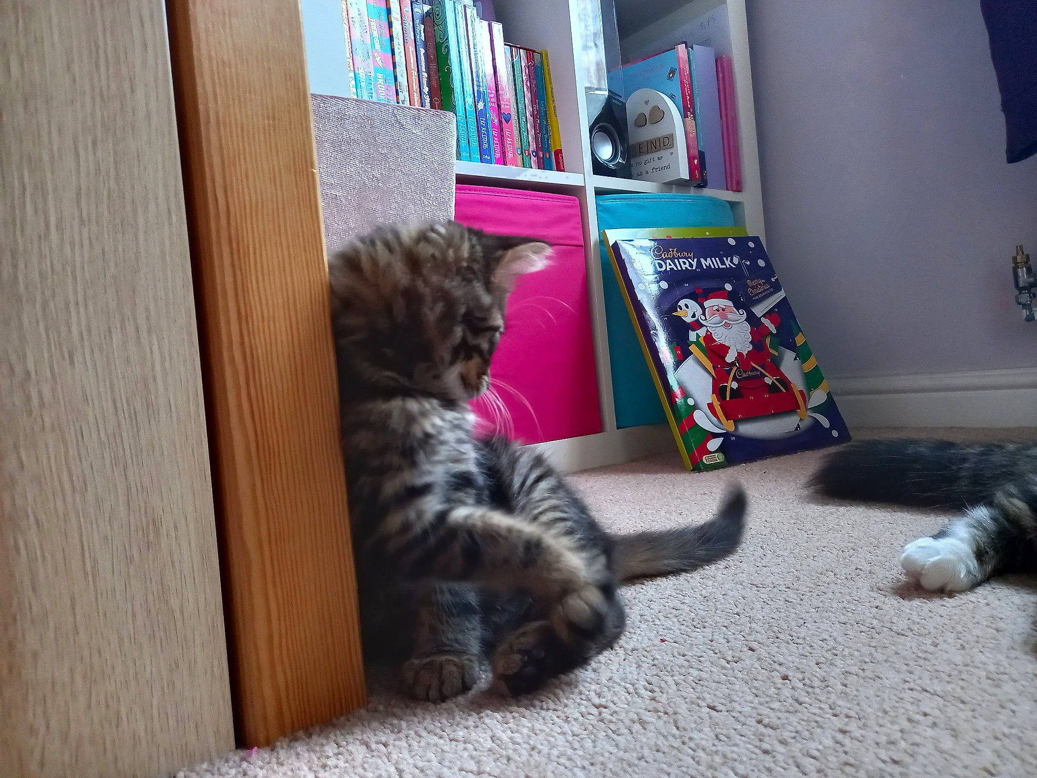 Terrance joined the competition — help win amazing prizes! bookcase, carnivore, cat, comfort, domestic_short_haired_cat, felidae, floor, flooring, fur, grey, hardwood, mammal, publication, shelf, shelving, small_to_medium_sized_cats, tail, vertebrate, whiskers, wood