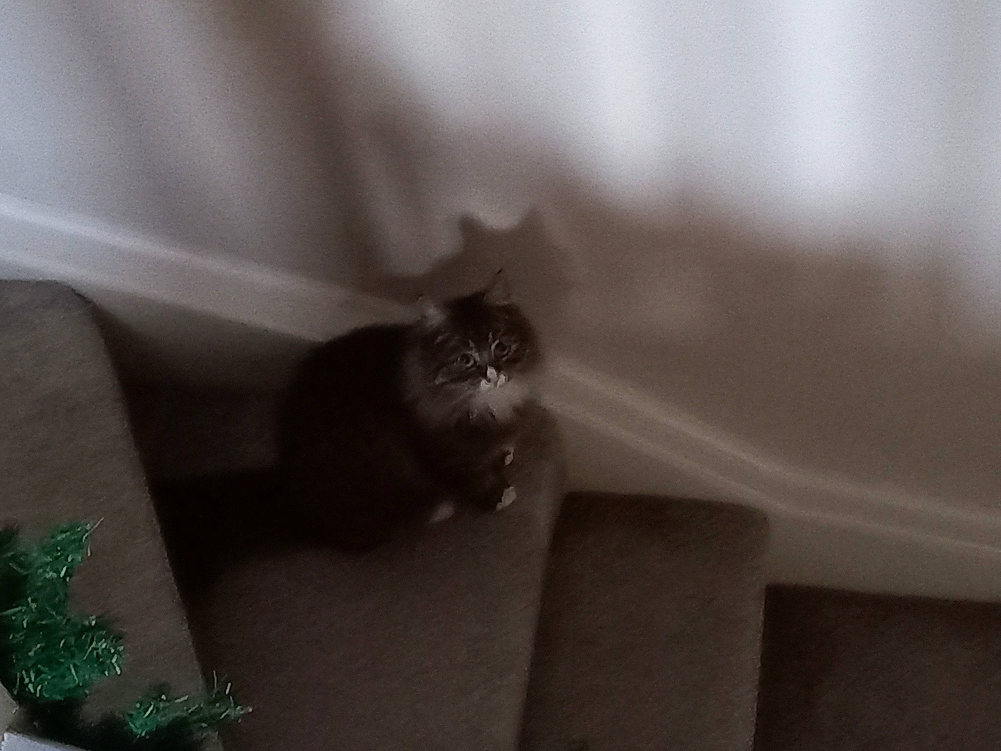 Tinkerbell joined the competition — help win amazing prizes! carnivore, cat, comfort, couch, domestic_short_haired_cat, felidae, flooring, fur, grey, human_leg, monochrome, monochrome_photography, room, small_to_medium_sized_cats, snout, tail, tints_and_shades, whiskers, window, wood