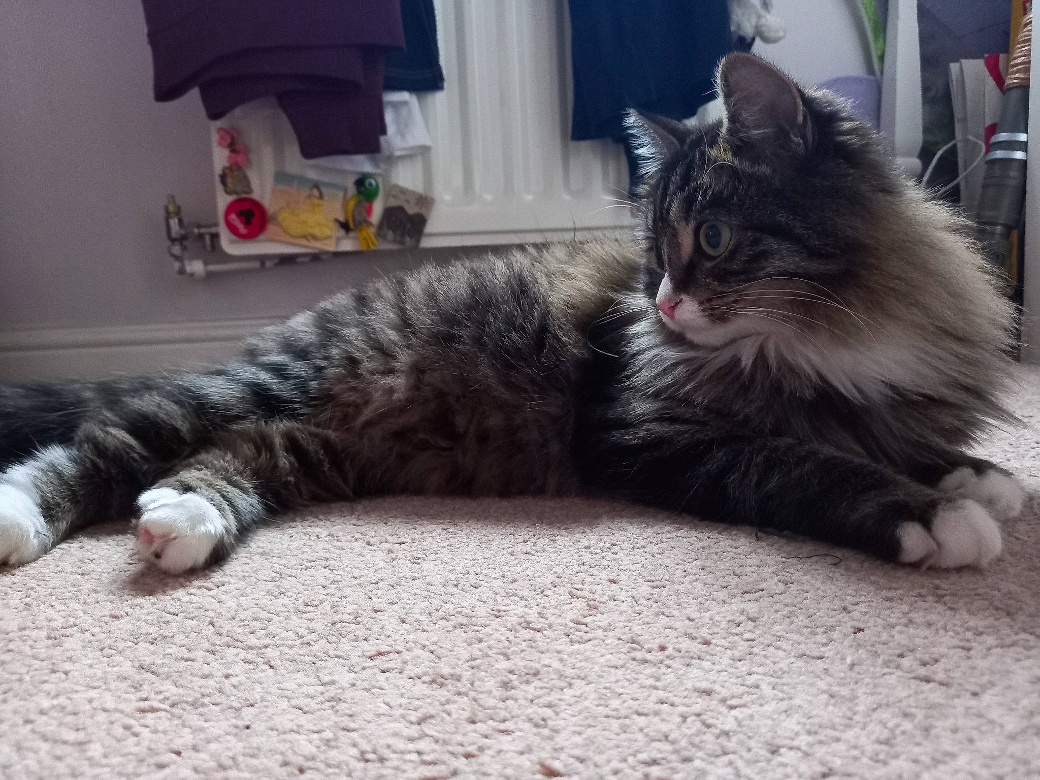 Tinkerbell is registered to the contest to win money with this photo: british_longhair, carnivore, cat, claw, comfort, domestic_short_haired_cat, felidae, flooring, fur, grey, hardwood, lamp, maine_coon, paw, sitting, small_to_medium_sized_cats, snout, tail, terrestrial_animal, whiskers