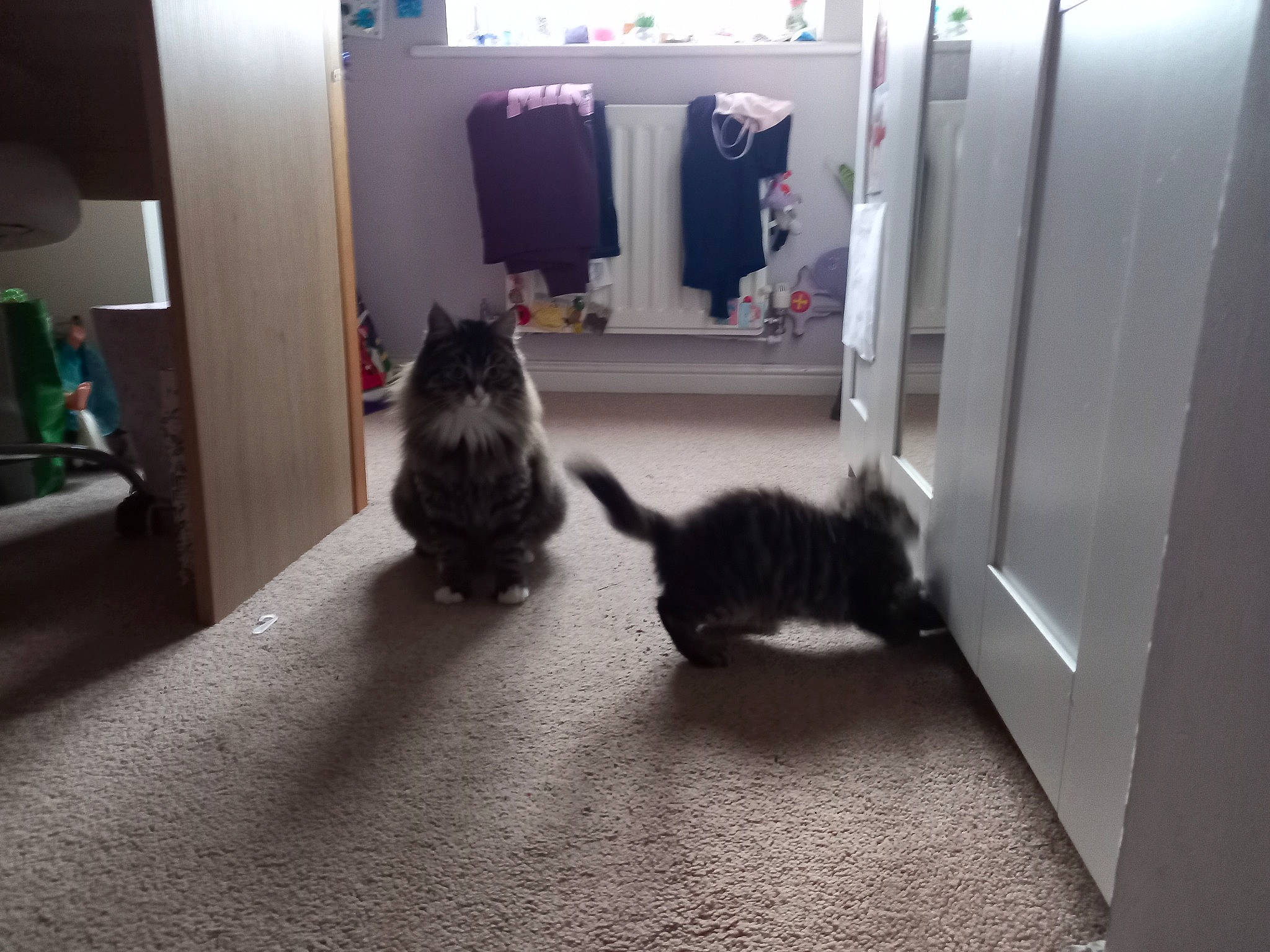 Tinkerbell joined the competition — help win amazing prizes! black_cat, carnivore, cat, comfort, curtain, domestic_short_haired_cat, felidae, floor, flooring, fur, grey, hardwood, monochrome_photography, room, shadow, small_to_medium_sized_cats, tail, tints_and_shades, whiskers, wood