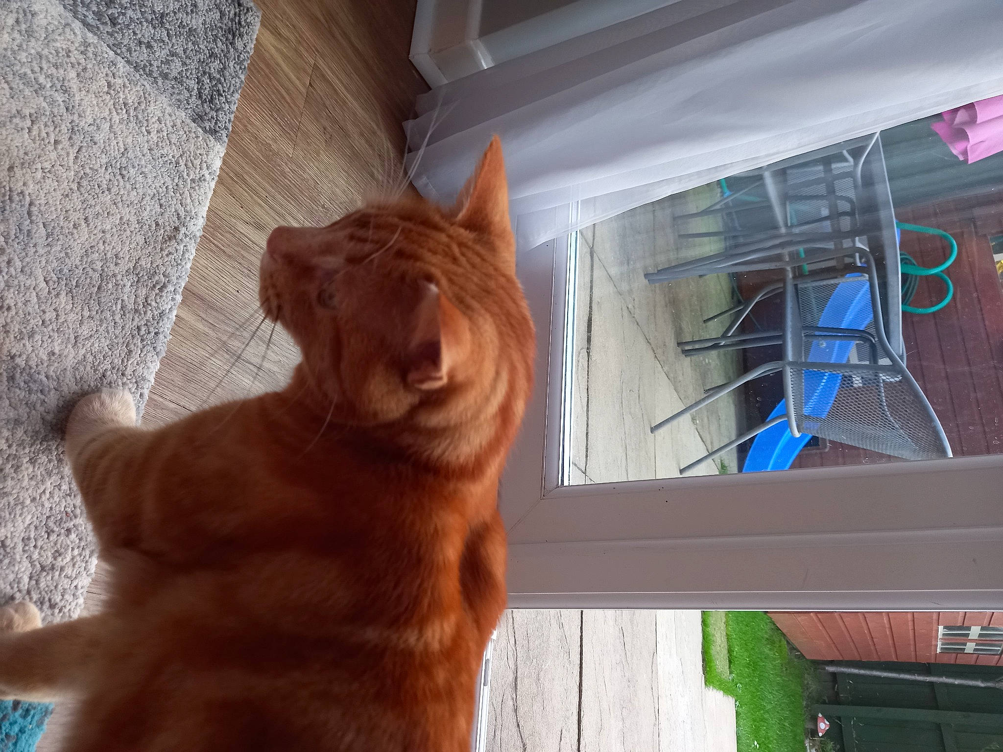 Disney Tiger Paggs is registered to the contest to win money with this photo: carnivore, cat, dog_breed, domestic_short_haired_cat, fawn, felidae, flooring, fur, hardwood, liver, mammal, paw, pet_supply, small_to_medium_sized_cats, tail, terrestrial_animal, tints_and_shades, whiskers, window, wood