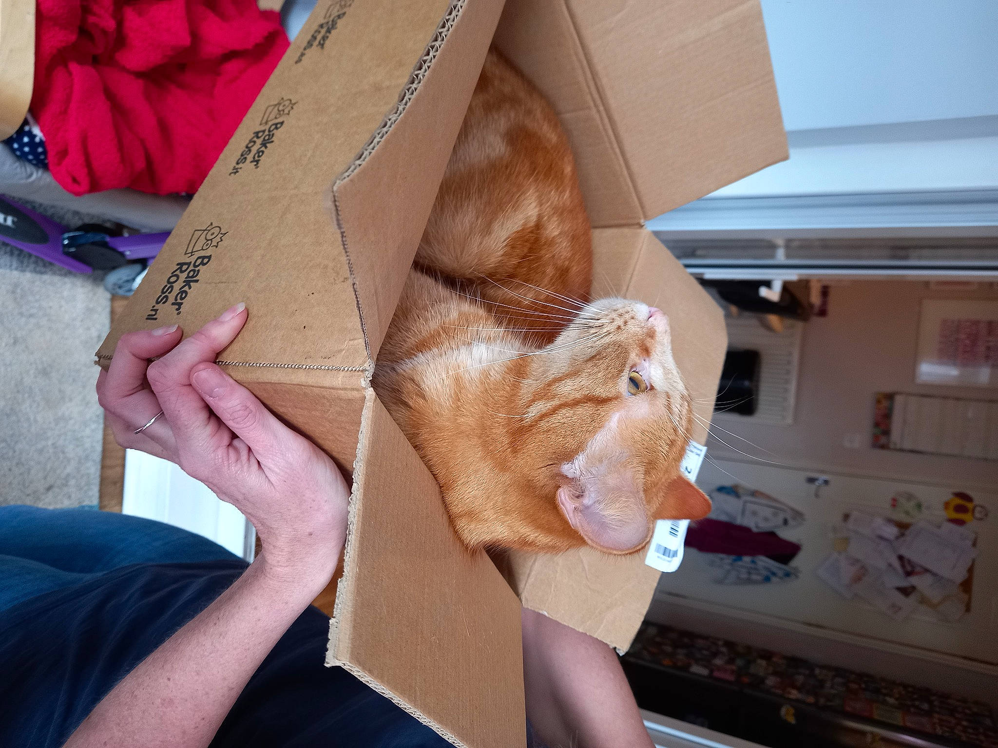 Disney Tiger Paggs is registered to the contest to win money with this photo: eyewear, fashion_accessory, fawn, finger, gesture, human_leg, joint, kitchen_appliance, musical_instrument, nail, pattern, peach, plucked_string_instruments, shoulder, string_instrument, string_instrument_accessory, thigh, thumb, wood, wrist