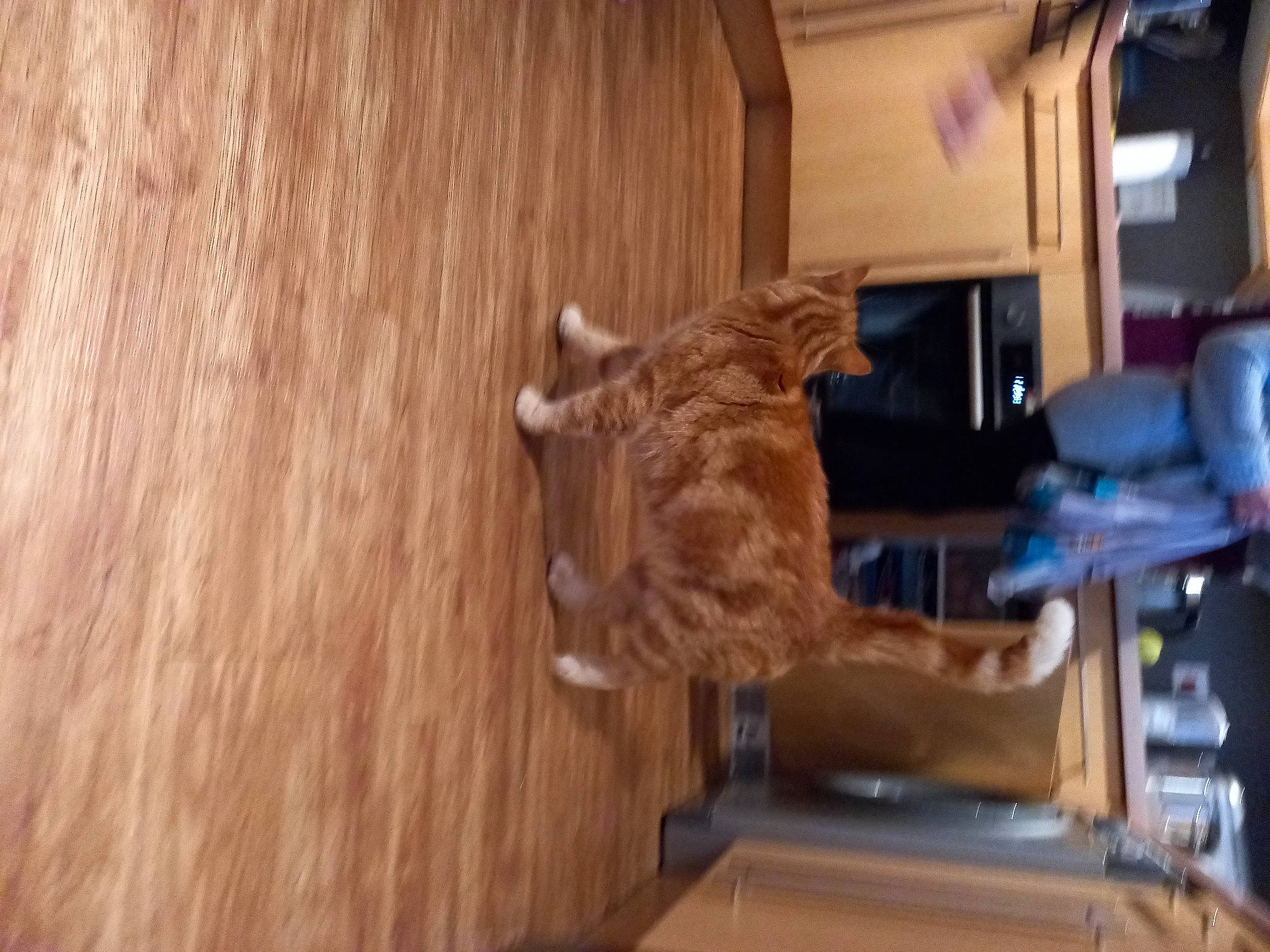 Disney Tiger Paggs is registered to the contest to win money with this photo: building, carnivore, felidae, floor, flooring, hardwood, house, laminate_flooring, machine, plank, plywood, room, sculpture, small_to_medium_sized_cats, sporting_group, varnish, wood, wood_flooring, wood_stain, working_animal