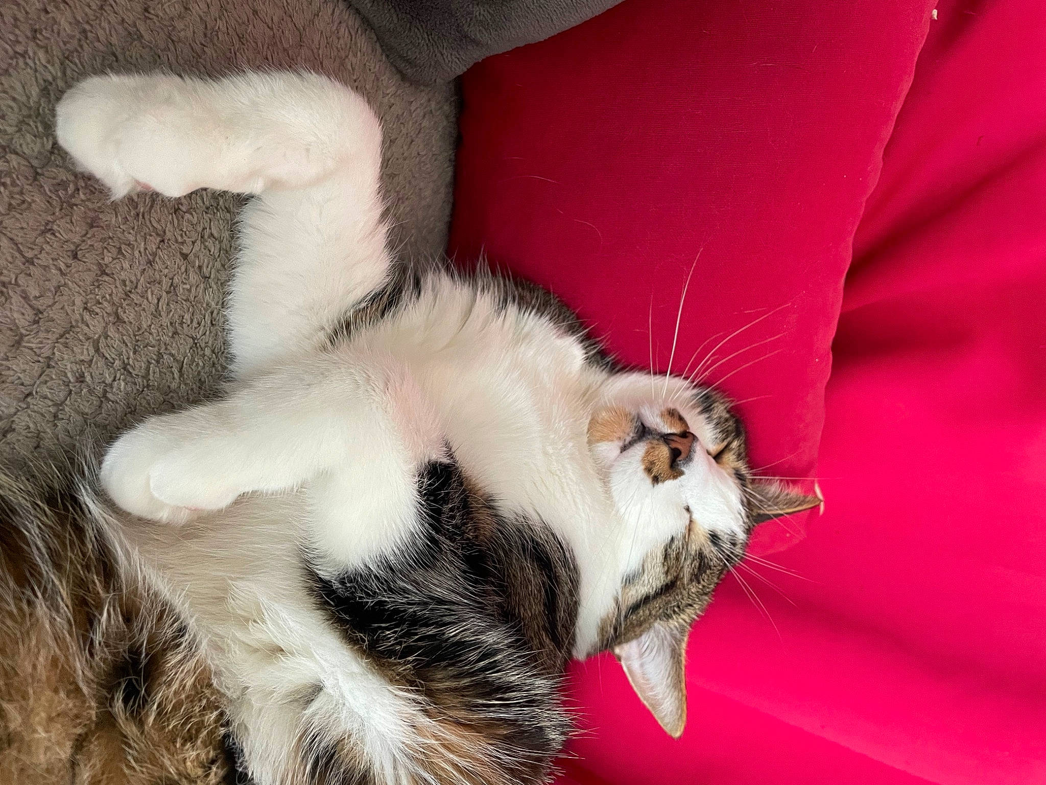 Simba a rejoint le concours — aidez-le/la à gagner de superbes lots ! balinese, canidae, carnivore, cat, cat_supply, claw, comfort, dog_breed, domestic_short_haired_cat, fang, fawn, felidae, fur, nap, paw, small_to_medium_sized_cats, snout, tail, whiskers