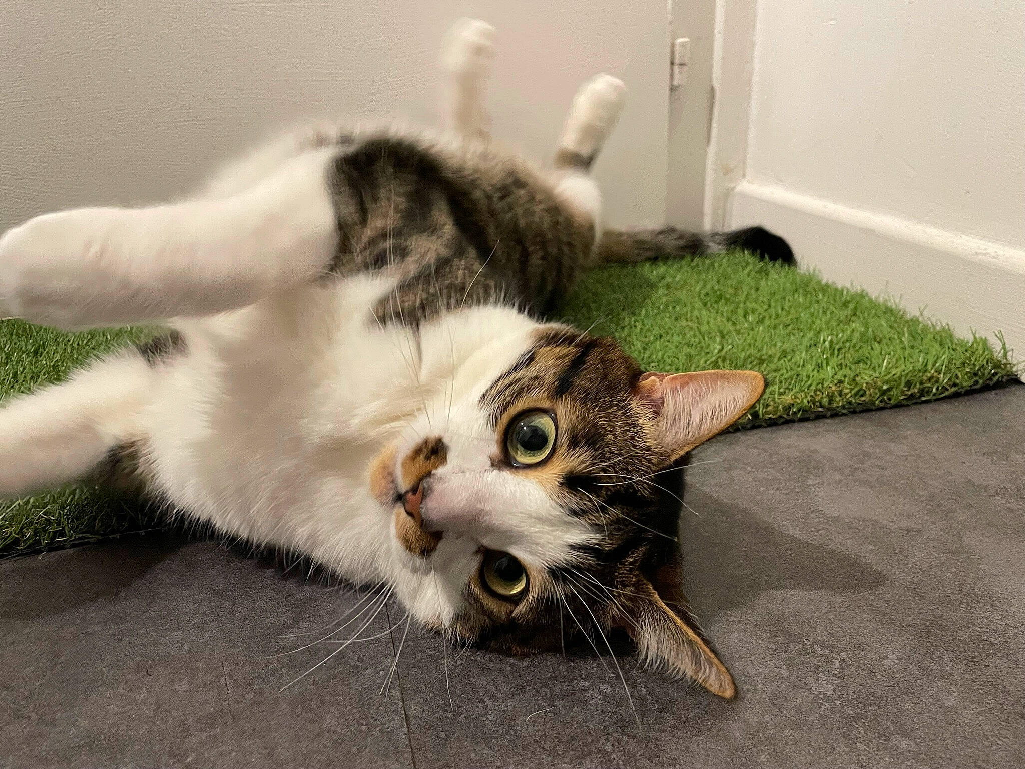 Simba participe au concours pour gagner de l'argent avec cette photo : carnivore, cat, claw, comfort, domestic_short_haired_cat, felidae, flooring, foot, fur, grass, paw, small_to_medium_sized_cats, snout, tail, whiskers