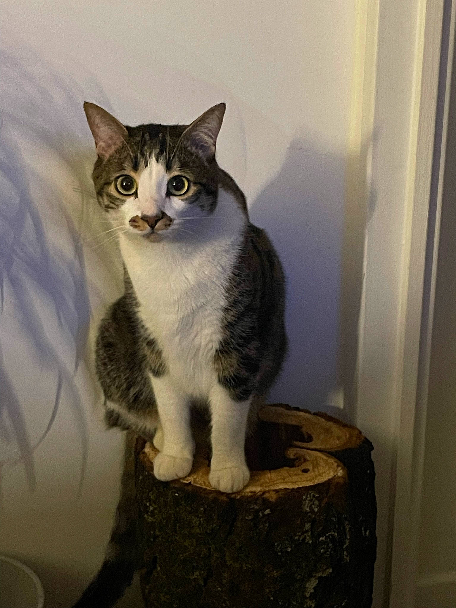 Simba a rejoint le concours — aidez-le/la à gagner de superbes lots ! carnivore, cat, cat_supply, domestic_short_haired_cat, door, felidae, fur, grey, paw, sitting, small_to_medium_sized_cats, stairs, tail, whiskers, window, wood