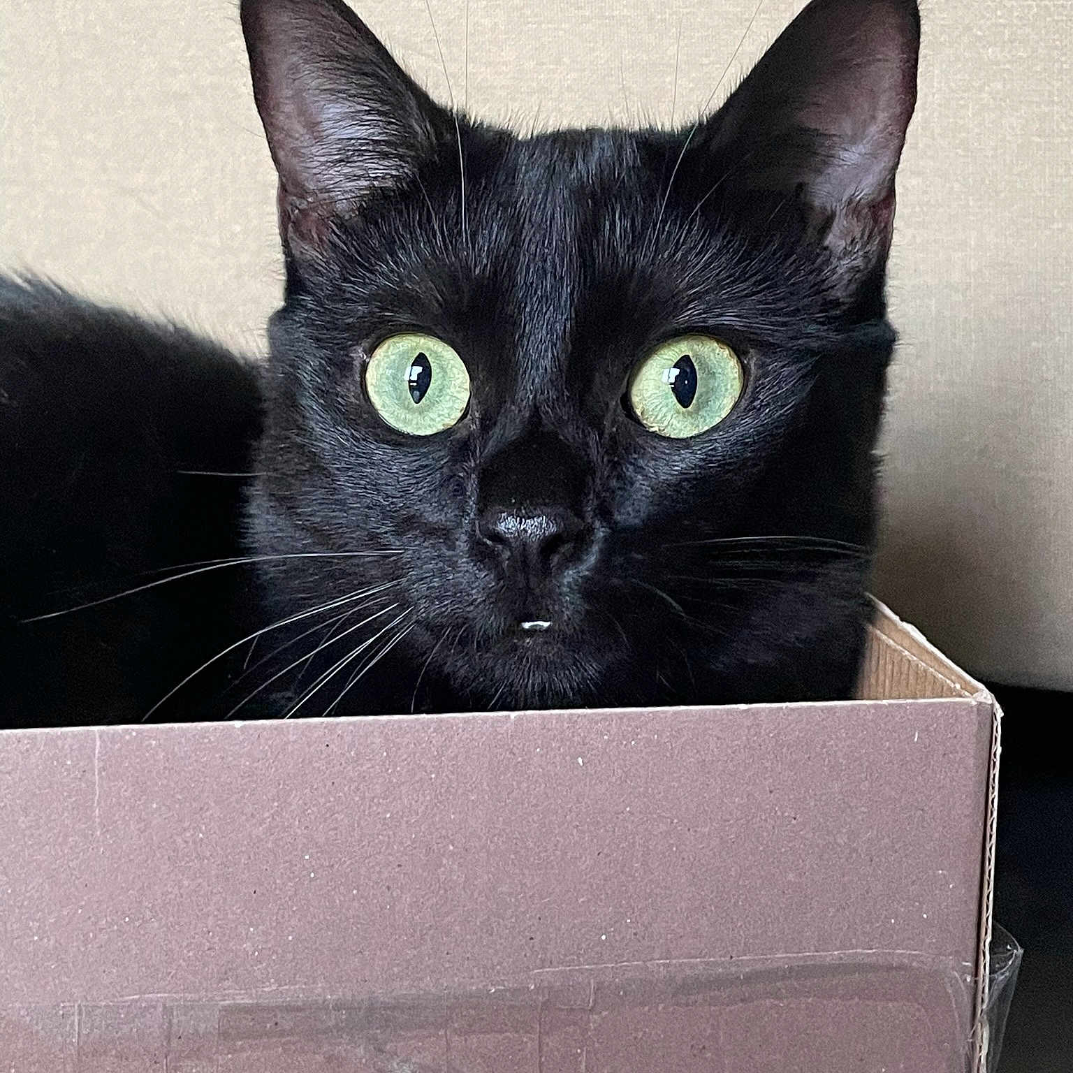 Shelby participe au concours pour gagner de l'argent avec cette photo : black_cat, bombay, box, carnivore, carton, cat, domestic_short_haired_cat, felidae, fur, packaging_and_labeling, paper_product, rectangle, small_to_medium_sized_cats, snout, whiskers