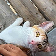Naia a rejoint le concours — aidez-le/la à gagner de superbes lots ! cat, yellow_eyes, whiskers, wooden_floor, hand, pet, animal, close_up, fur, pink_nose, curious, domestic_cat, ears, lying_down, indoor, person_hand, tabby, white_fur, attention, cute