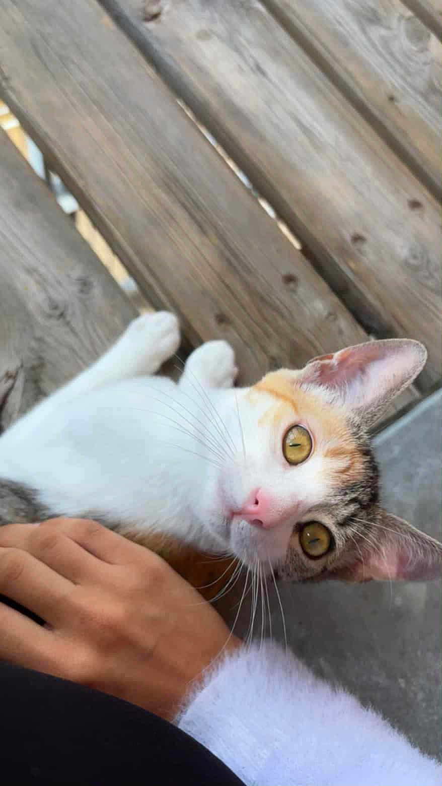 Naia a rejoint le concours — aidez-le/la à gagner de superbes lots ! cat, yellow_eyes, whiskers, wooden_floor, hand, pet, animal, close_up, fur, pink_nose, curious, domestic_cat, ears, lying_down, indoor, person_hand, tabby, white_fur, attention, cute