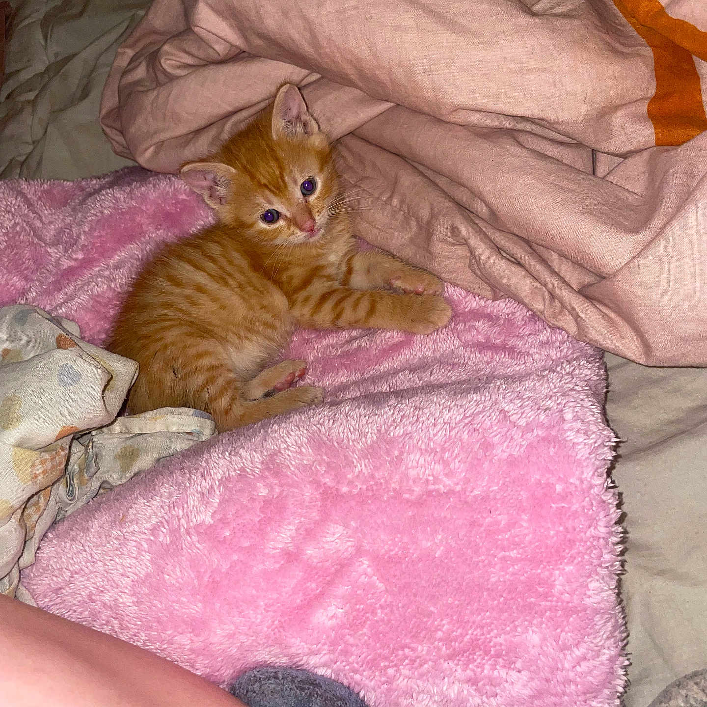 Wendy a rejoint le concours — aidez-le/la à gagner de superbes lots ! abyssinian, animal, bed, bedroom, blanket, cat, couch, cushion, furniture, homedecor, indoors, kitten, laundry, linen, manx, person, pet, quilt, room, sleeping