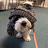 Cruella joined the competition — help win amazing prizes! adorable, animal, background, black_and_white, carpet, chair, confused, cozy, cute, dog, floor, furry, hat, indoor, knitted_hat, leash, pet, small_dog, standing, table