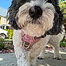 Cruella is registered to the contest to win money with this photo: animal, canine, close_up, curly_hair, daylight, dog, fur, greenery, house, nature, nose, outdoor, paw, pet, pink_harness, portrait, sidewalk, suburban, sunny, van