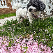 Cruella is registered to the contest to win money with this photo: animal, brick_wall, canine, colorful, curly_fur, cute, dog, flower_petals, grass, greenery, leash, nature, outdoor, pet, playful, side_view, spring, tree, walking, white_fence